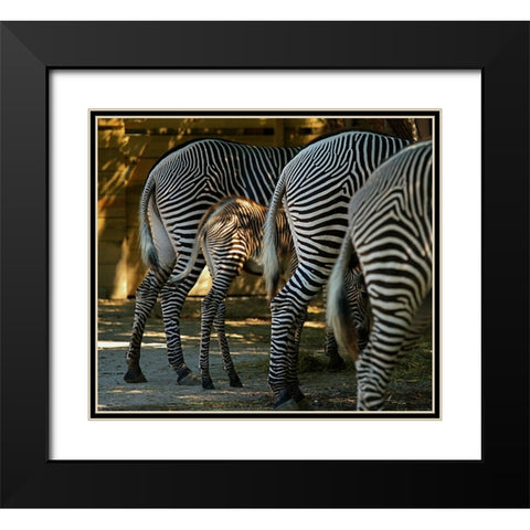 Zebra Bottoms Black Modern Wood Framed Art Print with Double Matting by Galloimages Online