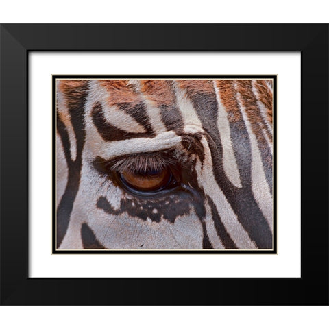 Zebra Eye Black Modern Wood Framed Art Print with Double Matting by Galloimages Online