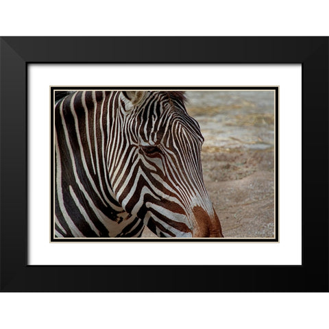 Zebra Black Modern Wood Framed Art Print with Double Matting by Galloimages Online