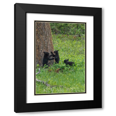 3 Black Bear Cubs (YNP) Black Modern Wood Framed Art Print with Double Matting by Galloimages Online