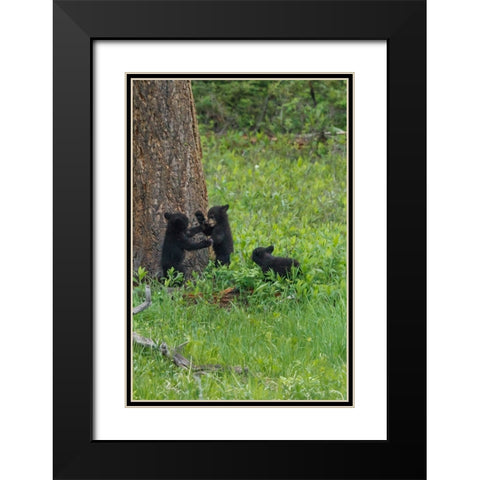 3 Black Bear Cubs (YNP) Black Modern Wood Framed Art Print with Double Matting by Galloimages Online