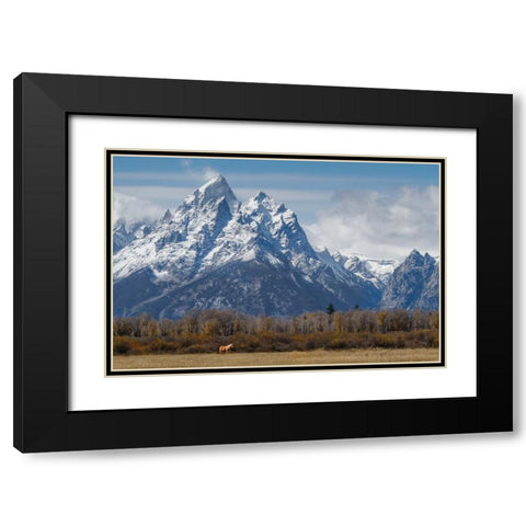 A Horse In Front Of The Grand Teton Black Modern Wood Framed Art Print with Double Matting by Galloimages Online
