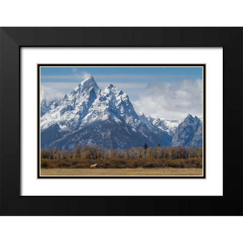 A Horse In Front Of The Grand Teton Black Modern Wood Framed Art Print with Double Matting by Galloimages Online