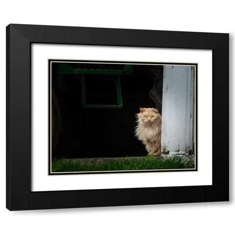 Barn Cat 2 Black Modern Wood Framed Art Print with Double Matting by Galloimages Online