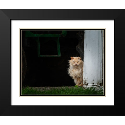Barn Cat 2 Black Modern Wood Framed Art Print with Double Matting by Galloimages Online