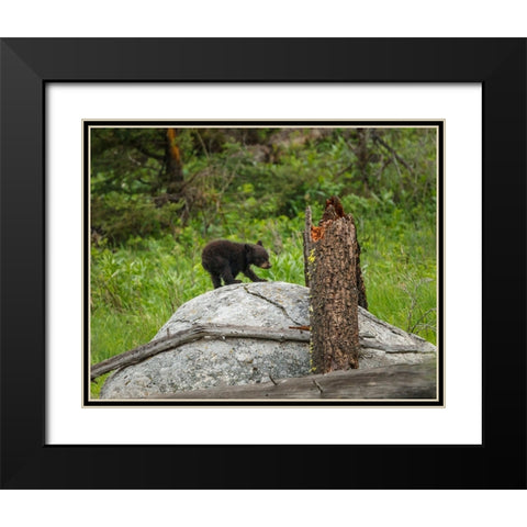Bear Cub On Rock Black Modern Wood Framed Art Print with Double Matting by Galloimages Online