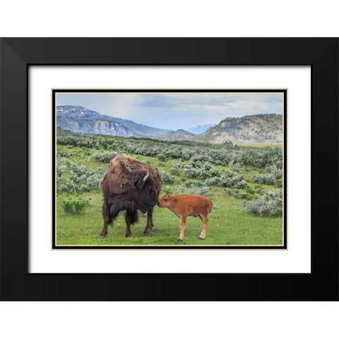 Bison And Calf (YNP) Black Modern Wood Framed Art Print with Double Matting by Galloimages Online