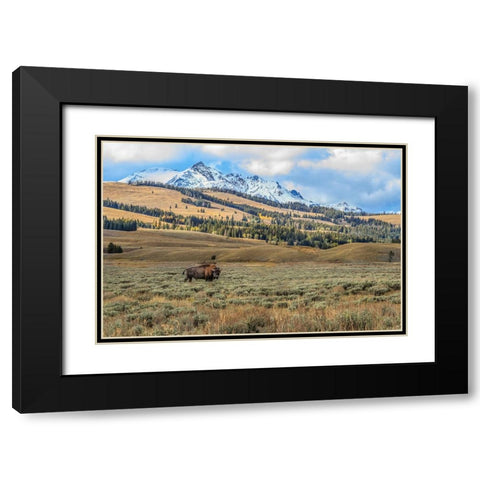 Bison By Electric Peak (YNP) Black Modern Wood Framed Art Print with Double Matting by Galloimages Online