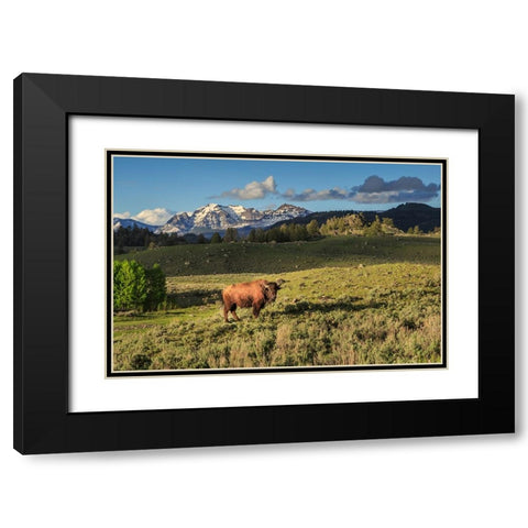 Bison In Yellowstone Black Modern Wood Framed Art Print with Double Matting by Galloimages Online