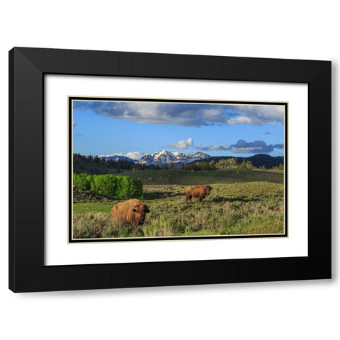 Bison With Mountains (YNP) Black Modern Wood Framed Art Print with Double Matting by Galloimages Online