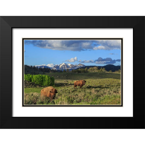 Bison With Mountains (YNP) Black Modern Wood Framed Art Print with Double Matting by Galloimages Online