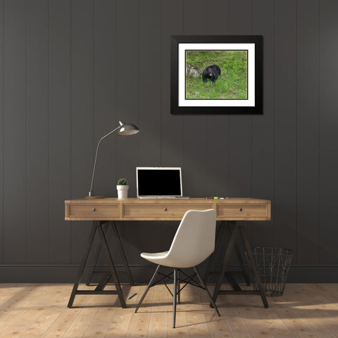 Black Bear (YNP) Black Modern Wood Framed Art Print with Double Matting by Galloimages Online