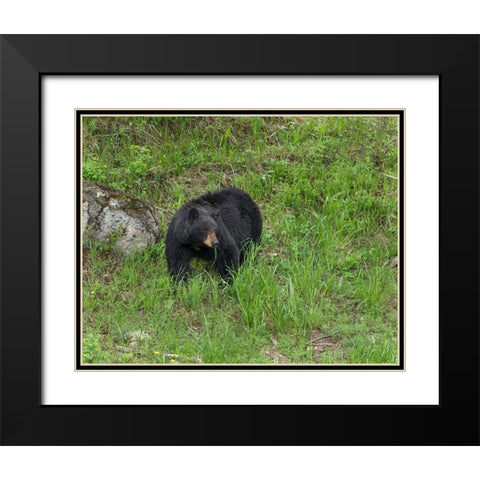 Black Bear (YNP) Black Modern Wood Framed Art Print with Double Matting by Galloimages Online