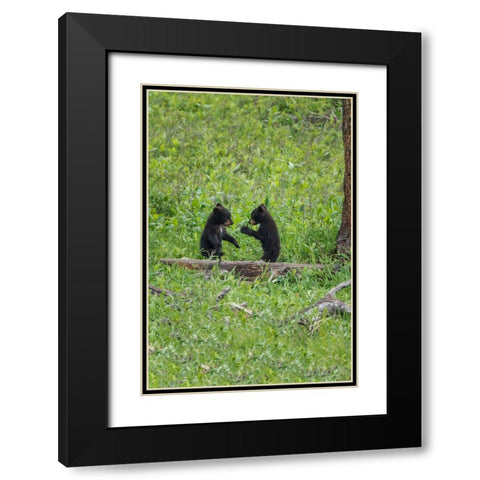 Black Bear Cubs (YNP) Black Modern Wood Framed Art Print with Double Matting by Galloimages Online