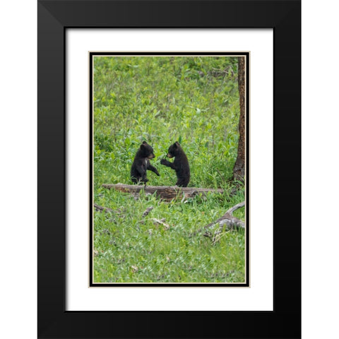 Black Bear Cubs (YNP) Black Modern Wood Framed Art Print with Double Matting by Galloimages Online