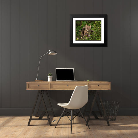 Bobcat Kitten In Wildflowers Black Modern Wood Framed Art Print with Double Matting by Galloimages Online