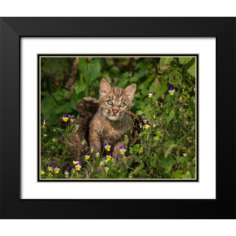 Bobcat Kitten In Wildflowers Black Modern Wood Framed Art Print with Double Matting by Galloimages Online