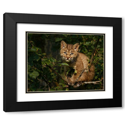 Bobcat Kitten On Branch Black Modern Wood Framed Art Print with Double Matting by Galloimages Online