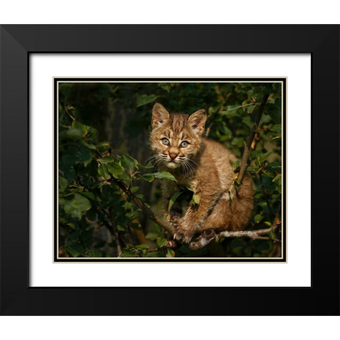 Bobcat Kitten On Branch Black Modern Wood Framed Art Print with Double Matting by Galloimages Online