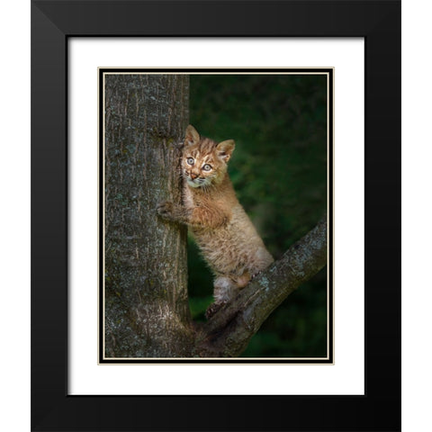 Bobcat Kitten Poses Against Tree Trunk Black Modern Wood Framed Art Print with Double Matting by Galloimages Online