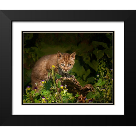 Bobcat Kitten Poses On Log Black Modern Wood Framed Art Print with Double Matting by Galloimages Online