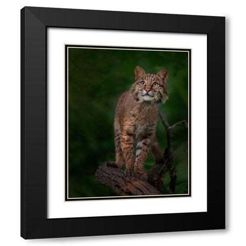 Bobcat Poses On Tree Branch 1 Black Modern Wood Framed Art Print with Double Matting by Galloimages Online