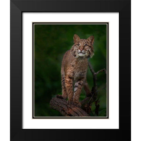 Bobcat Poses On Tree Branch 1 Black Modern Wood Framed Art Print with Double Matting by Galloimages Online