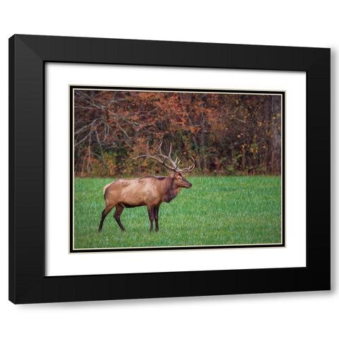 Bull Elk (GSMNP) Black Modern Wood Framed Art Print with Double Matting by Galloimages Online