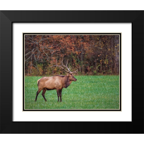 Bull Elk (GSMNP) Black Modern Wood Framed Art Print with Double Matting by Galloimages Online