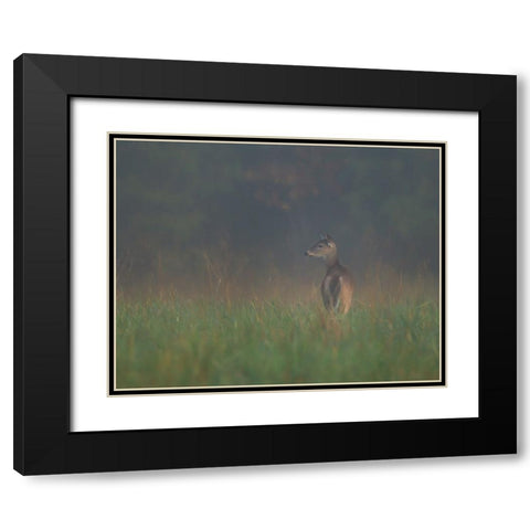 Cades Cove Doe Black Modern Wood Framed Art Print with Double Matting by Galloimages Online