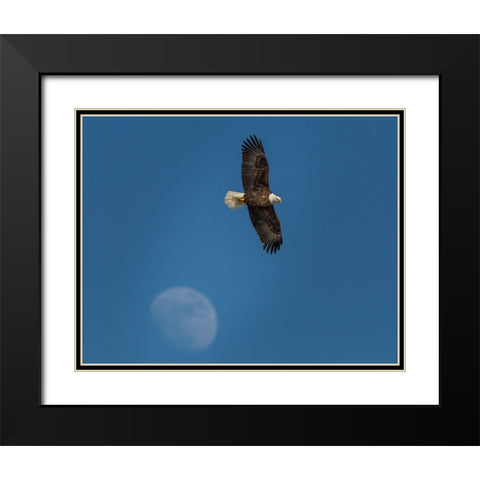 Eagle And Moon Black Modern Wood Framed Art Print with Double Matting by Galloimages Online