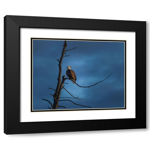 Eagle In (YNP) Black Modern Wood Framed Art Print with Double Matting by Galloimages Online