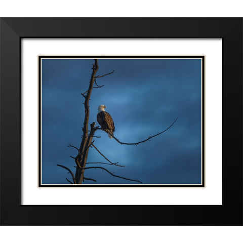 Eagle In (YNP) Black Modern Wood Framed Art Print with Double Matting by Galloimages Online