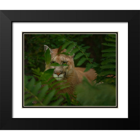 Eyes Of The Forest Ghost Black Modern Wood Framed Art Print with Double Matting by Galloimages Online