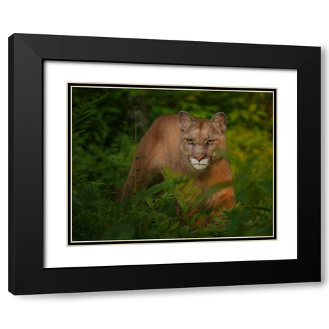 Focused Black Modern Wood Framed Art Print with Double Matting by Galloimages Online