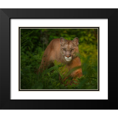 Focused Black Modern Wood Framed Art Print with Double Matting by Galloimages Online