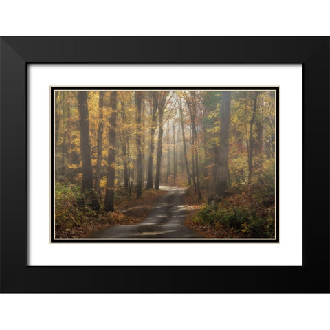 Foggy Forest Black Modern Wood Framed Art Print with Double Matting by Galloimages Online