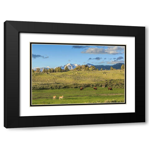 Lamar Valley - Pronghorn And Bison Black Modern Wood Framed Art Print with Double Matting by Galloimages Online