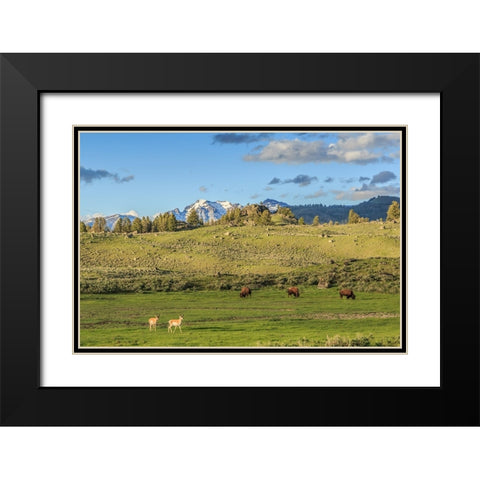 Lamar Valley - Pronghorn And Bison Black Modern Wood Framed Art Print with Double Matting by Galloimages Online