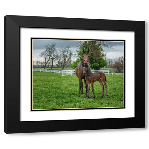 Mare And Foal 2 Black Modern Wood Framed Art Print with Double Matting by Galloimages Online