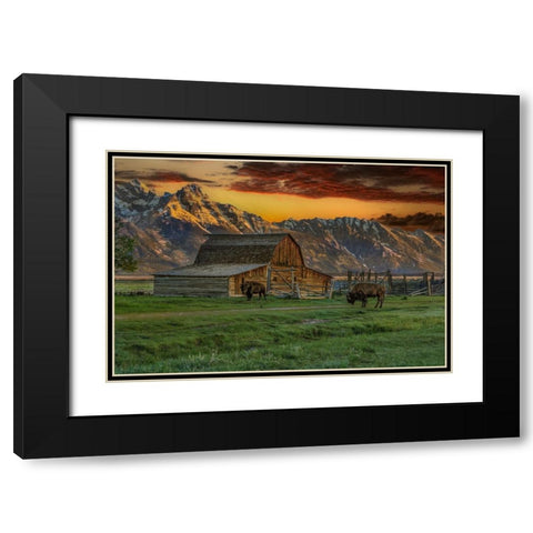 Moulton Barn At Sunrise With Bison Black Modern Wood Framed Art Print with Double Matting by Galloimages Online