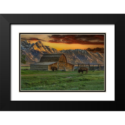 Moulton Barn At Sunrise With Bison Black Modern Wood Framed Art Print with Double Matting by Galloimages Online