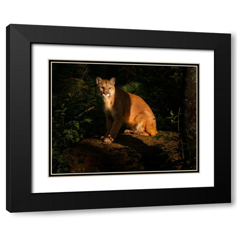 Mountain Lion At Sunrise Black Modern Wood Framed Art Print with Double Matting by Galloimages Online