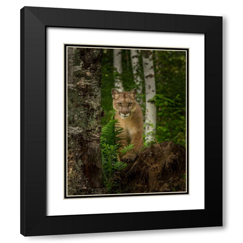 Mountain Lion Forest Pose Black Modern Wood Framed Art Print with Double Matting by Galloimages Online