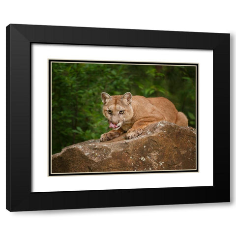 Mountain Lion Lunch Black Modern Wood Framed Art Print with Double Matting by Galloimages Online