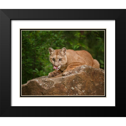 Mountain Lion Lunch Black Modern Wood Framed Art Print with Double Matting by Galloimages Online