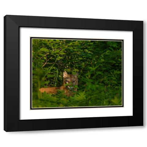 Mountain Lion Lurks In Bush Black Modern Wood Framed Art Print with Double Matting by Galloimages Online