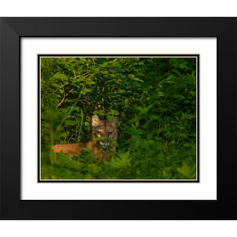 Mountain Lion Lurks In Bush Black Modern Wood Framed Art Print with Double Matting by Galloimages Online
