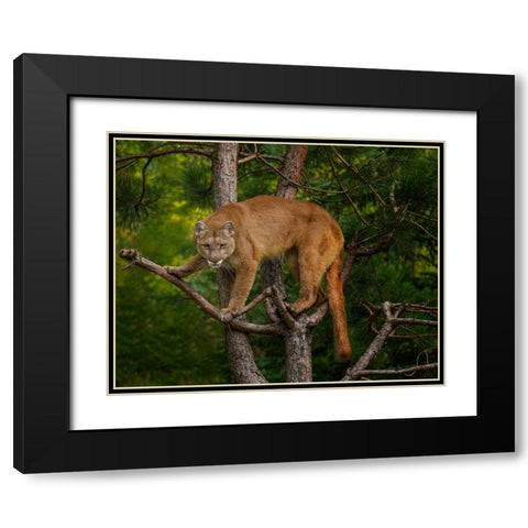 Mountain Lion Stare Black Modern Wood Framed Art Print with Double Matting by Galloimages Online