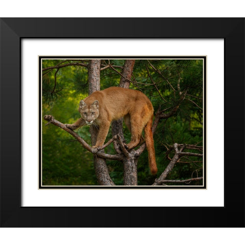 Mountain Lion Stare Black Modern Wood Framed Art Print with Double Matting by Galloimages Online
